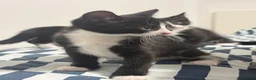 Mixed Breed cats for sale: 7 Adorable Kittens Looking for Loving Homes - Advert 20