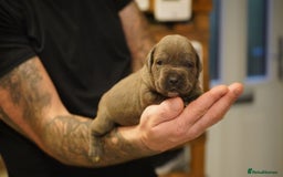 Cane Corso dogs for sale: 6 week old blue cane corso puppies  - Image 3