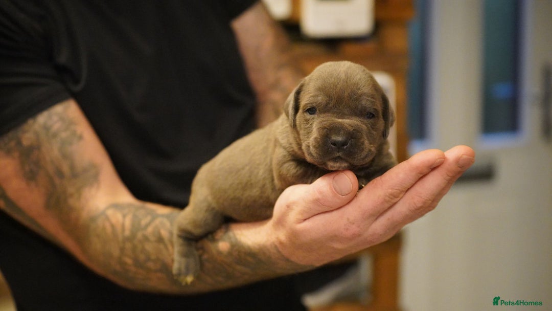 Cane Corso dogs for sale: 6 week old blue cane corso puppies  - Image 3