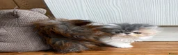 Persian cats for sale: Exotic long haired kittens male and female  - Advert 10