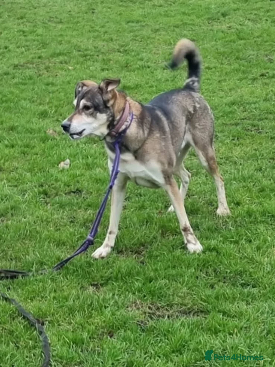 Mixed Breed dogs for adoption: Molly - Norwich Norfolk  - Advert 7