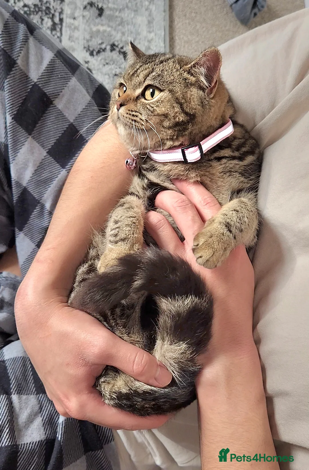 British Shorthair cats for sale: 🏆 Pedigree Silver British Shorthair Kittens 🏆 - Advert 9