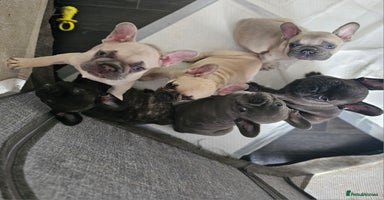 French Bulldog dogs - Advert 10