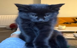 Domestic Shorthair cats for sale: Kittens for Sale - Image 4