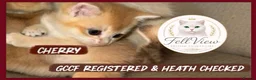British Shorthair cats for sale:  Beautiful BSH Pedigree Kittens • Ready July 7th - Advert 7