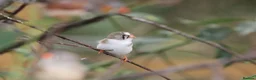 Finches birds for sale: Various Zebra Finch Variants  - Advert 5