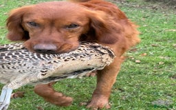 Golden Retriever dogs for sale: Confirmed Pregnancy Litter - Puppies Due Soon - Image 4