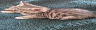Mixed Breed Kitten 2