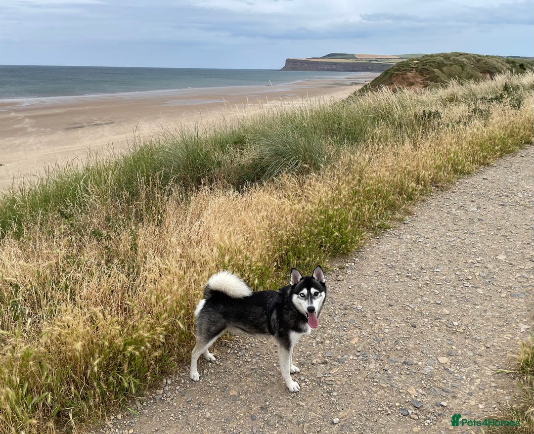 Pomsky dogs for stud: Beautiful F2 bi-eyed Pomsky for STUD  - Advert 3