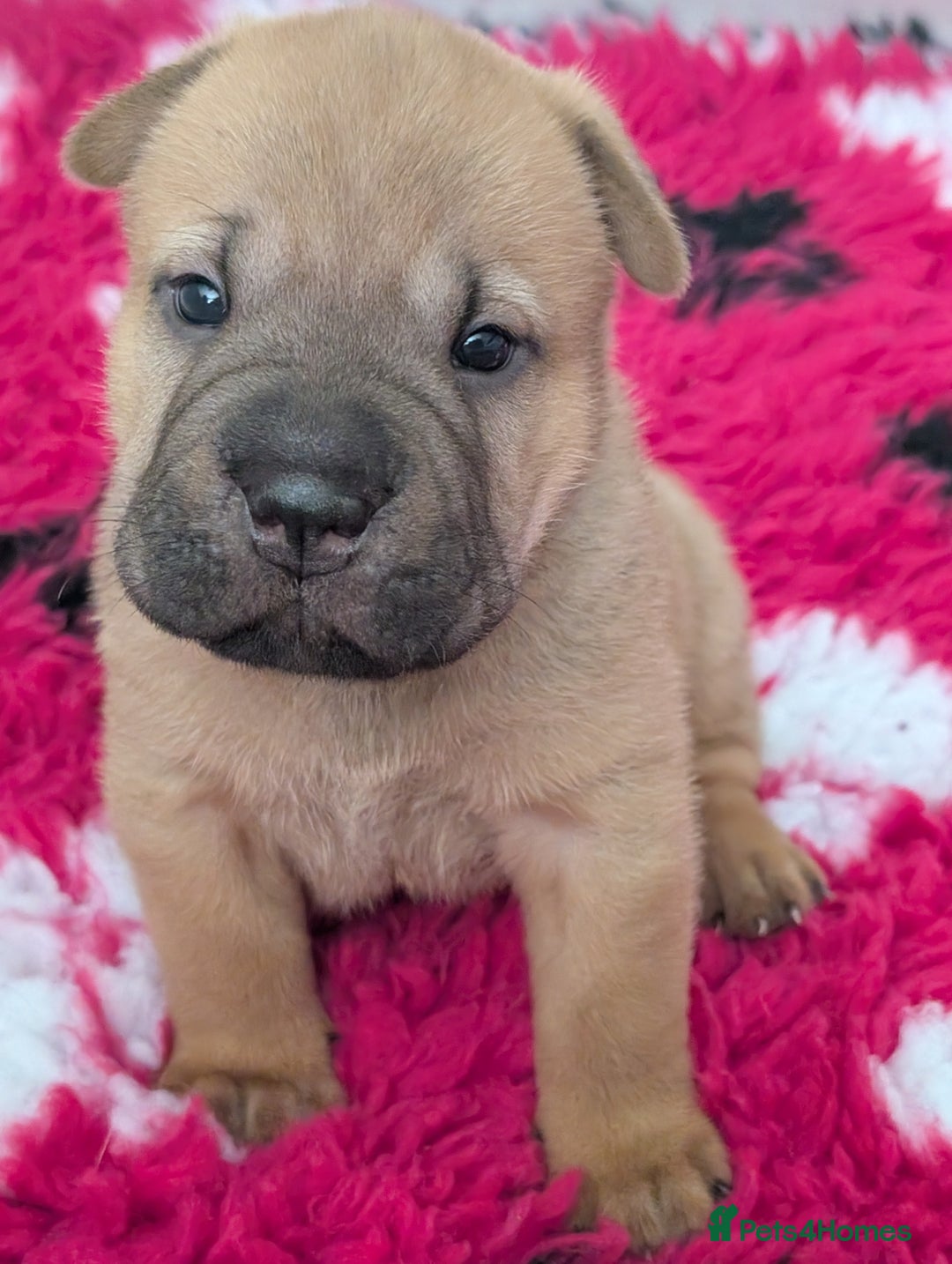 Shar Pei dogs for sale: Shar pei puppies  - Image 3
