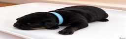 Mixed Breed dogs for sale: Cane Corso x Rottweiler Puppies – Ready 21 Nov - Advert 5
