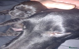 Goldador dogs for sale: GOLDADOR PUPPIES - Image 16