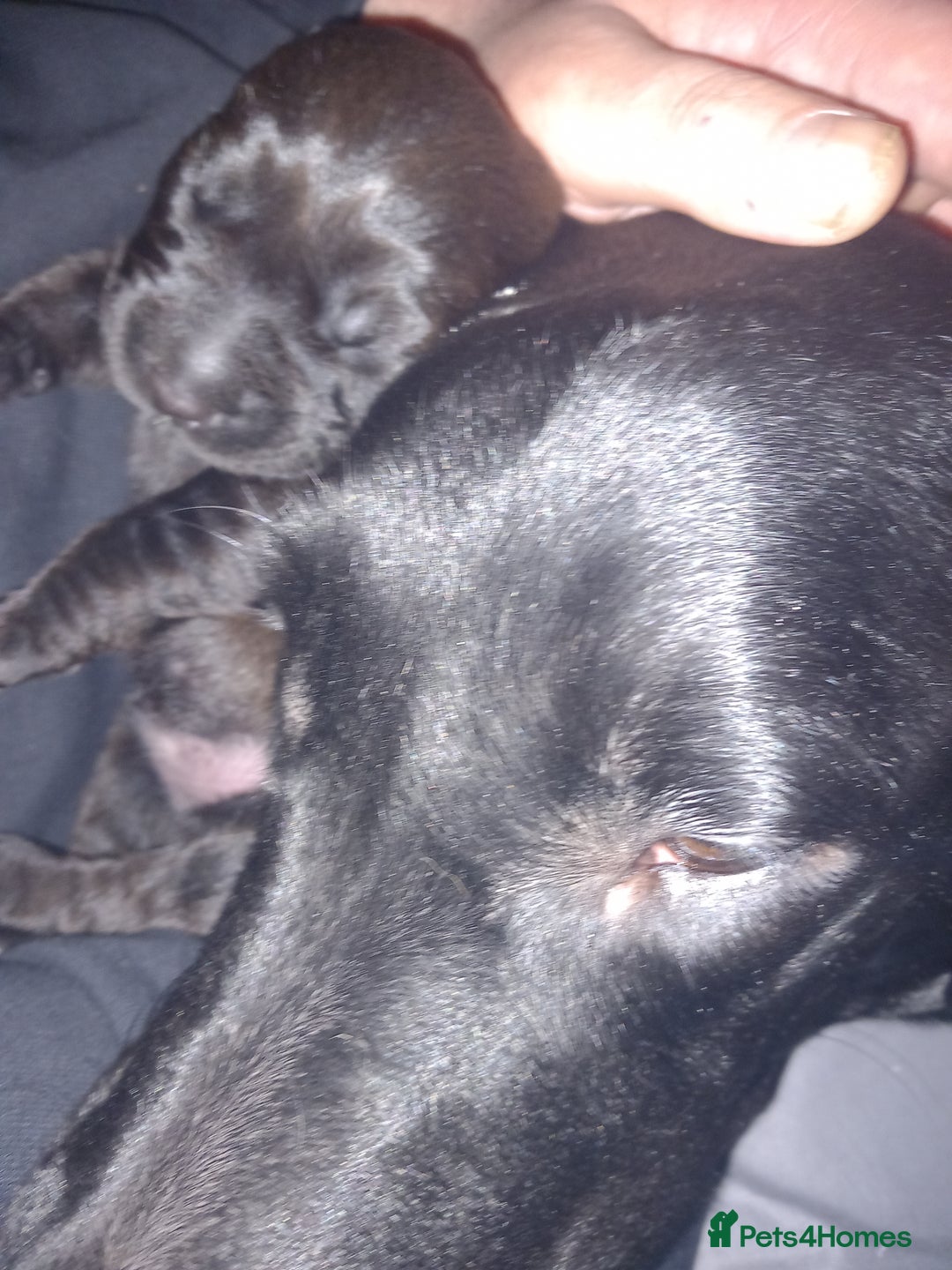 Goldador dogs for sale: GOLDADOR PUPPIES - Image 16