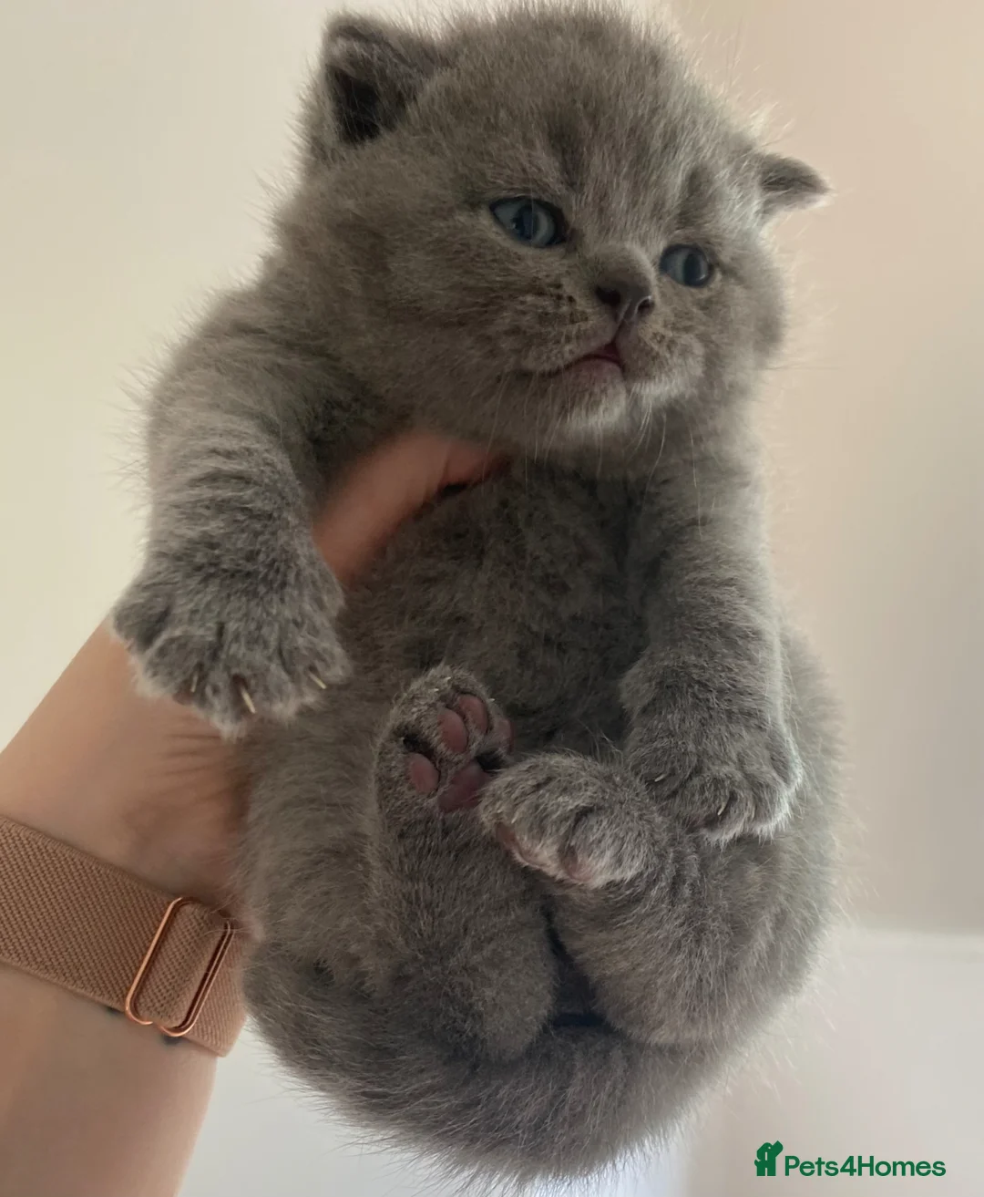 British Shorthair cats for sale: British Shorthair Pedigree Kittens - Advert 2