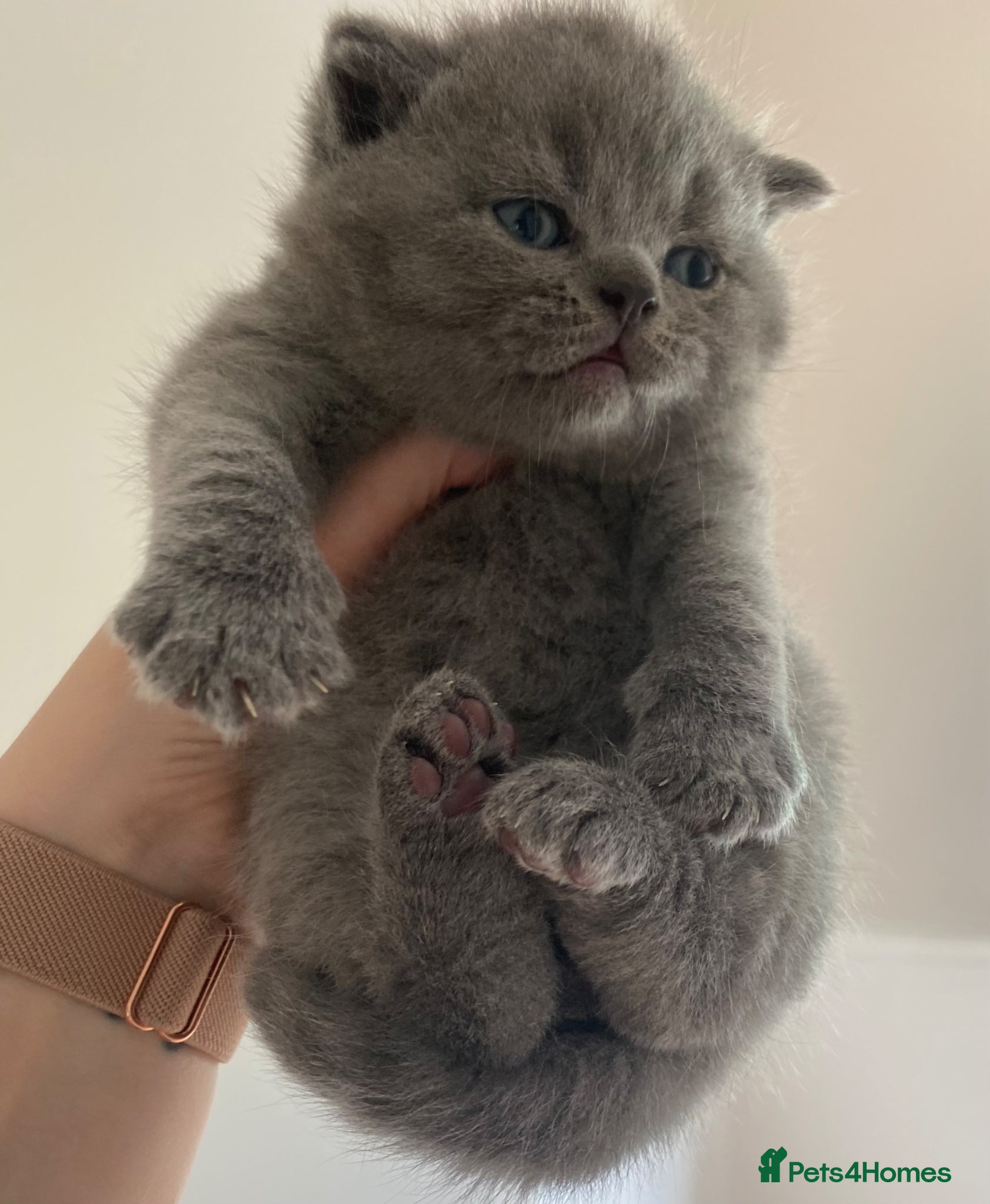 British Shorthair cats British Shorthair Pedigree Kittens - Advert 1