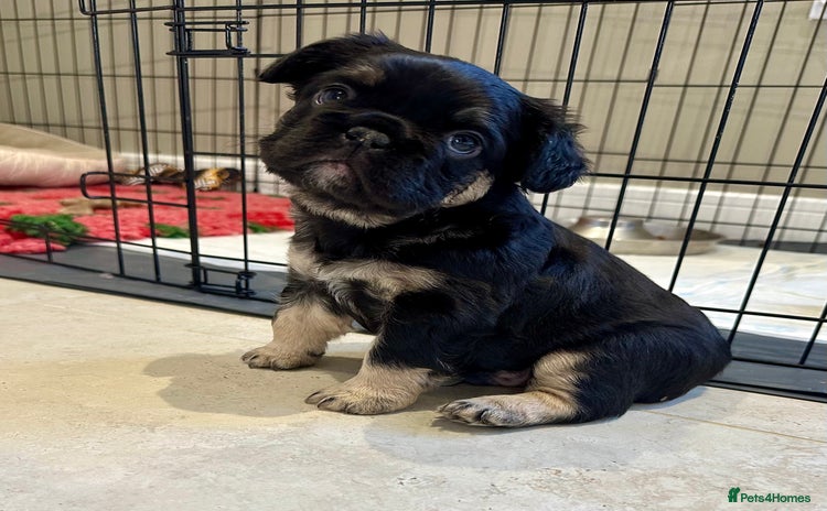 French Bulldog dogs Visual Fluffy French Bulldogs x 4 Male - Advert 15