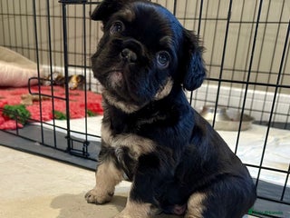 French Bulldog dogs Visual Fluffy French Bulldogs x 4 Male - Advert 5