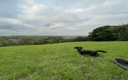 Mixed Breed dogs for sale: Spaniel x Terrier - Image 5