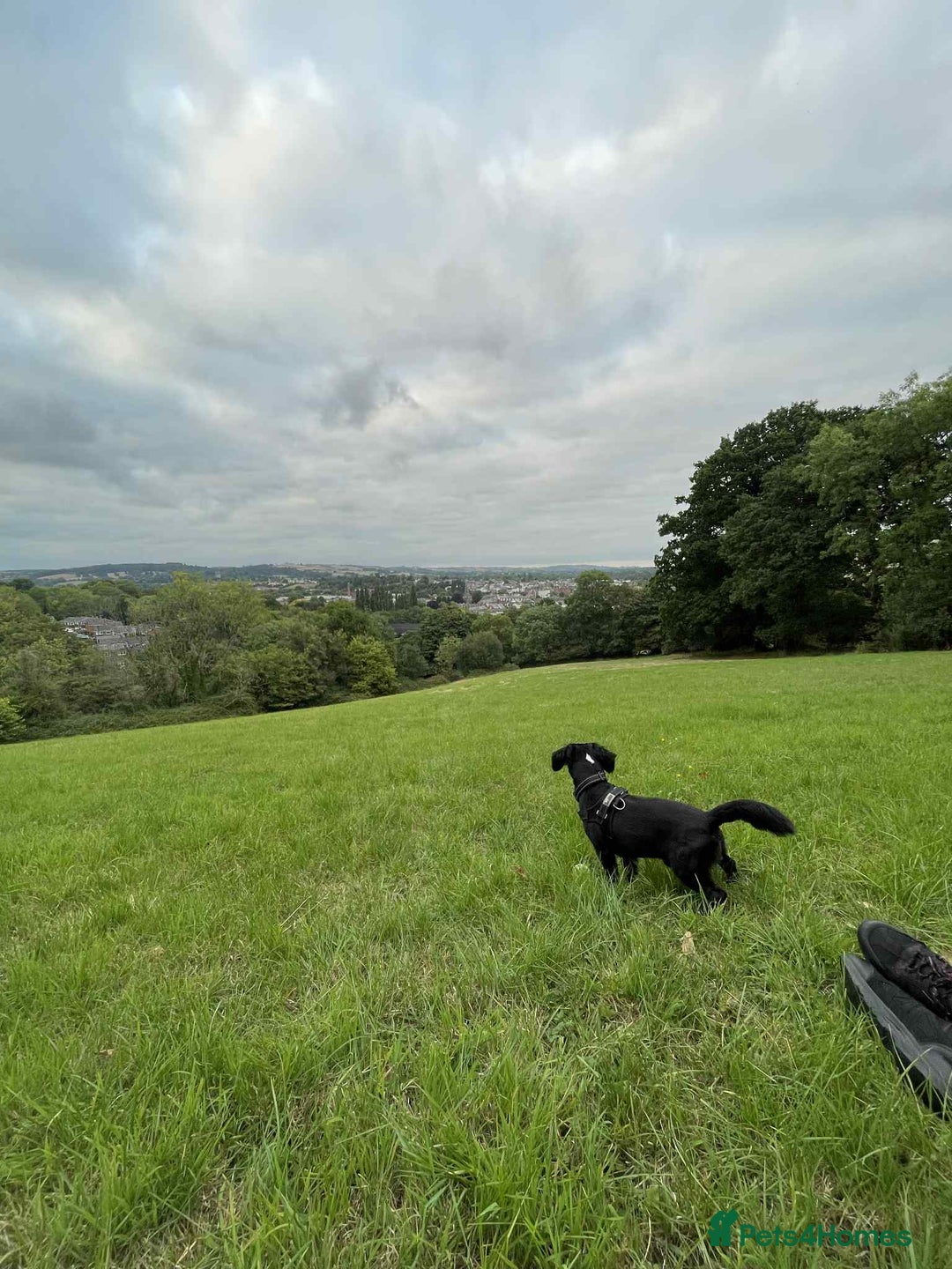Mixed Breed dogs for sale: Spaniel x Terrier - Image 5