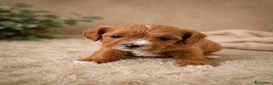 Cavapoo 1