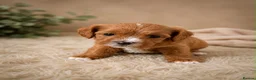 Cavapoo dogs for sale: F1 fox Red cavapoo  - Advert 7