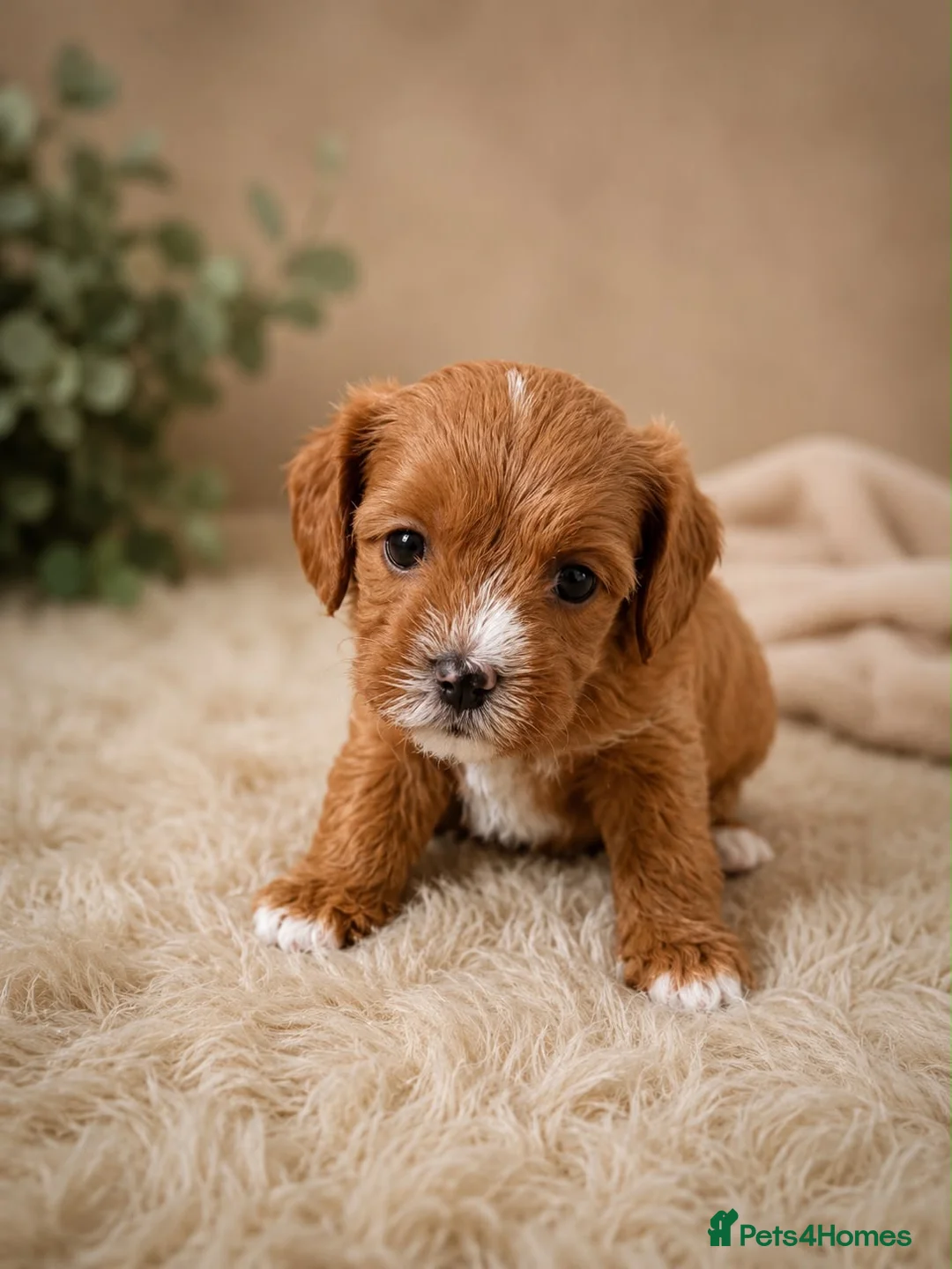 Cavapoo dogs for sale: F1 fox Red cavapoo  - Advert 7
