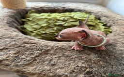 Sphynx cats for sale: Exquisite Sphynx Kittens - Image 16