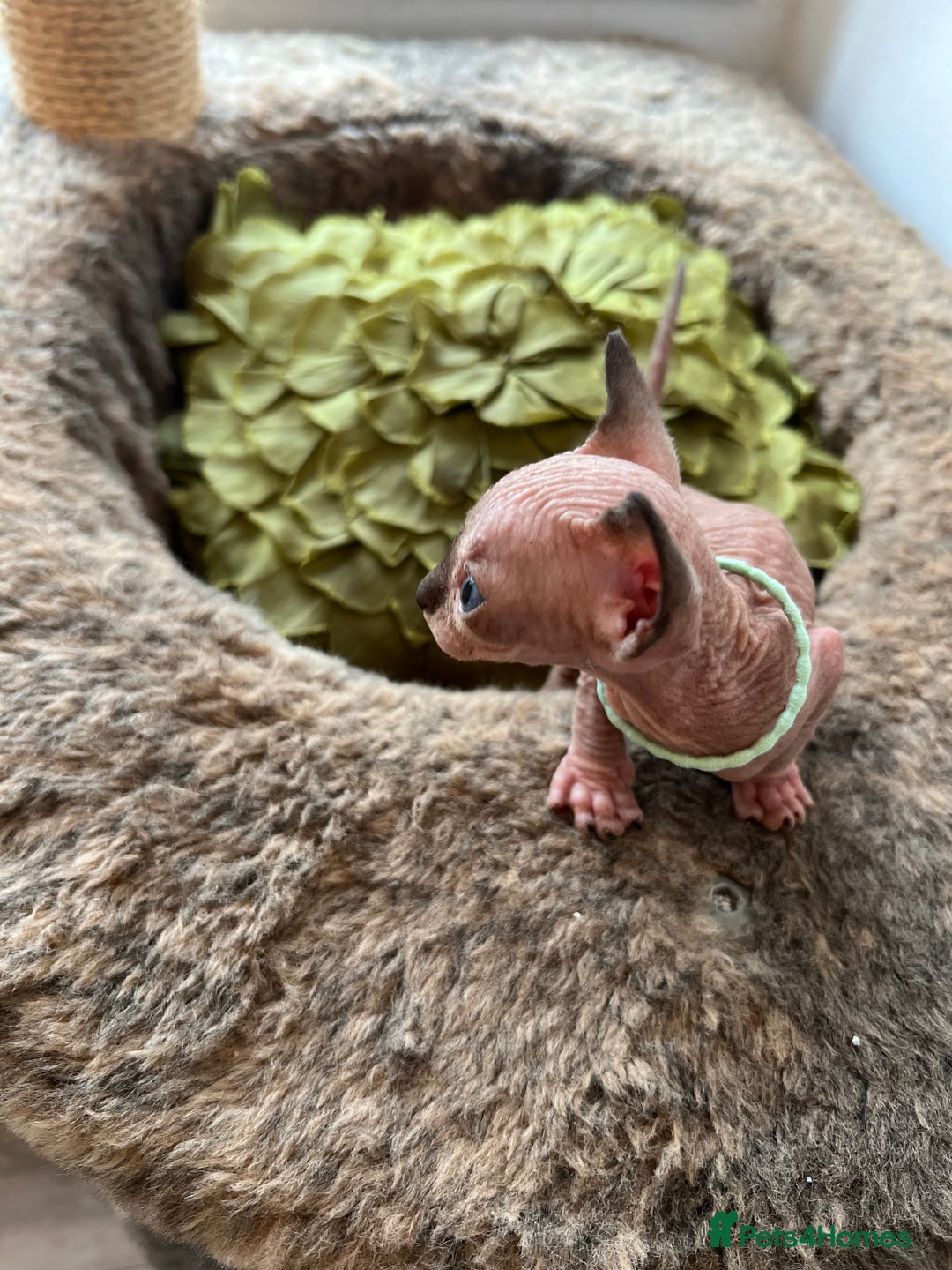 Sphynx cats for sale: Exquisite Sphynx Kittens - Image 16