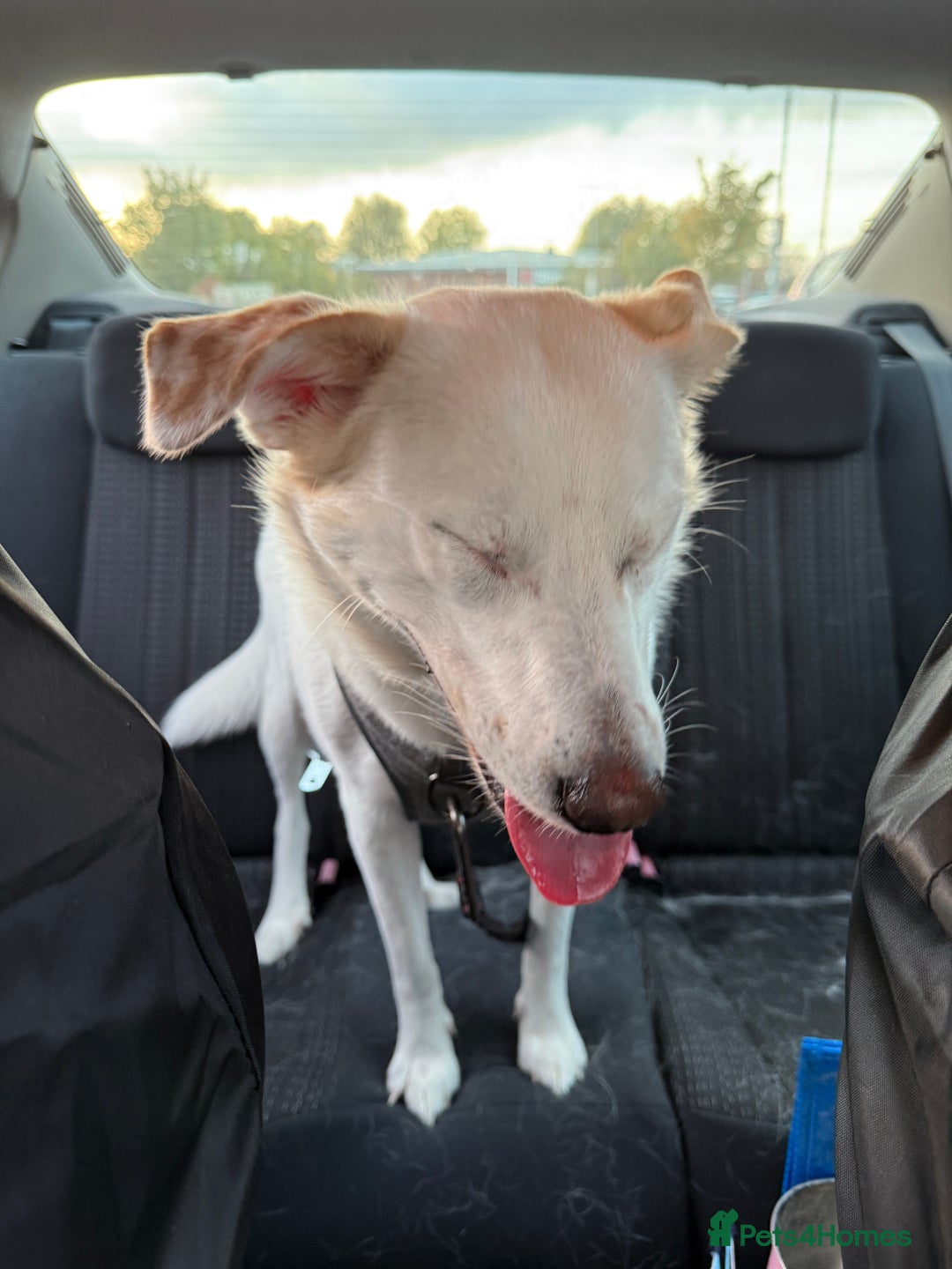 Mixed Breed dogs for sale: Lab X girl for urgent rehoming - Image 3