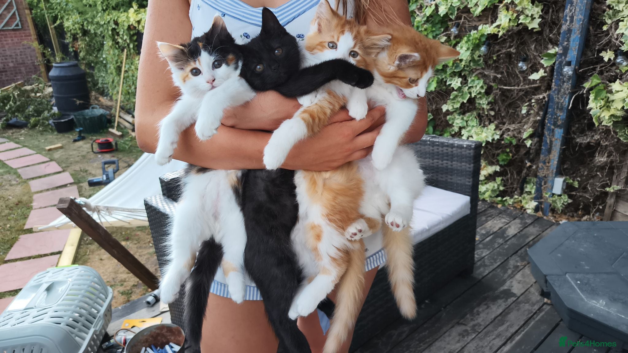 Mixed Breed cats Kittens for sale - Advert 3