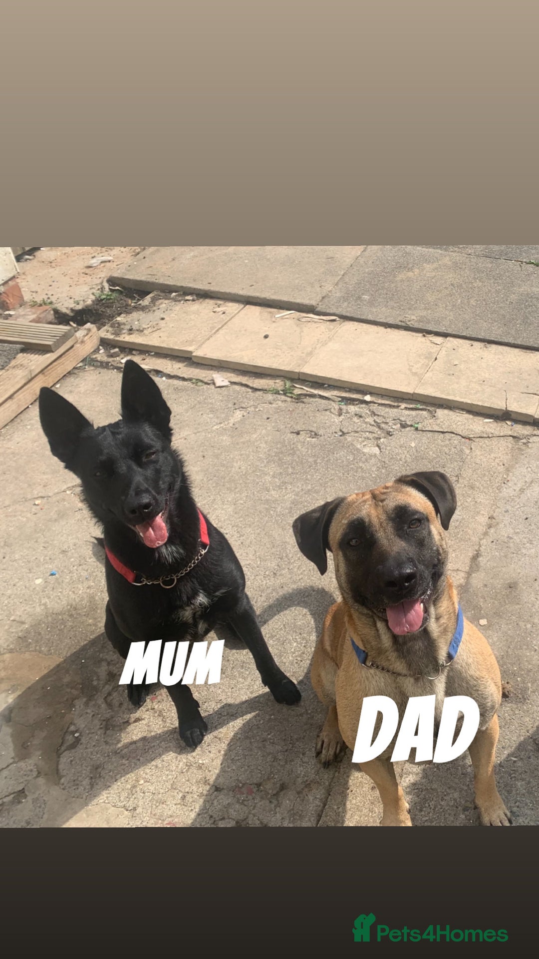 Belgian Shepherd Dog dogs for sale: MALI PUPPIES  - Advert 13