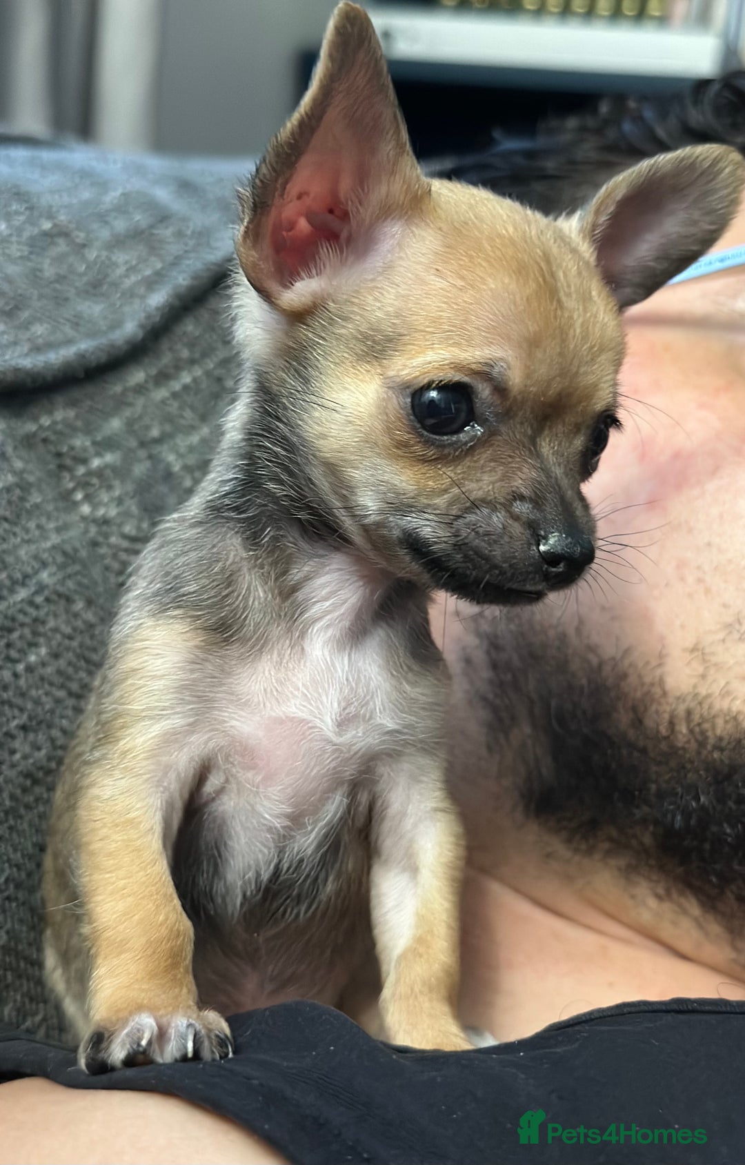 Chihuahua dogs for sale: 4 Gorgeous Chihuahua puppies  - Image 11