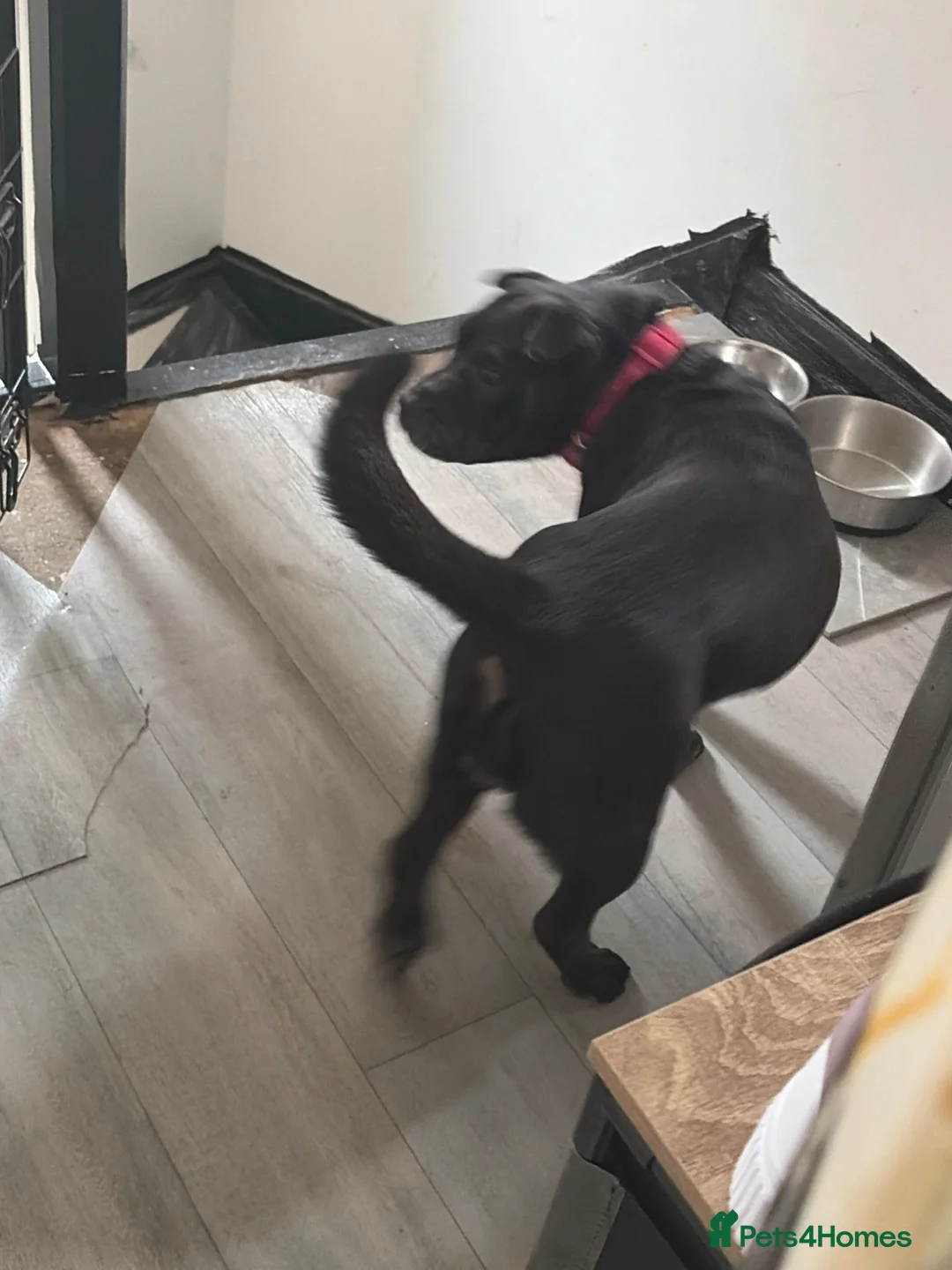 Mixed Breed dogs for sale: Staff cross sher pei  - Advert 1