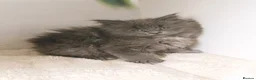 Maine Coon cats for sale: XXL Maine coon kittens + DNA health tested - Advert 19