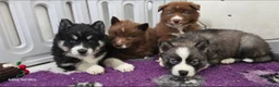 Siberian Husky dogs for sale: Ready to go ! Siberian Husky - Advert 14