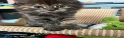 Maine Coon cats for sale: 5 Beautiful half Maine coon kittens  in Aldershot - Advert 4