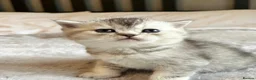 British Shorthair cats for sale: British Shorthair Kittens – Reservation Open - Advert 8