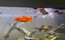 Goldfish fish for sale: Oranda goldfish  - Image 13
