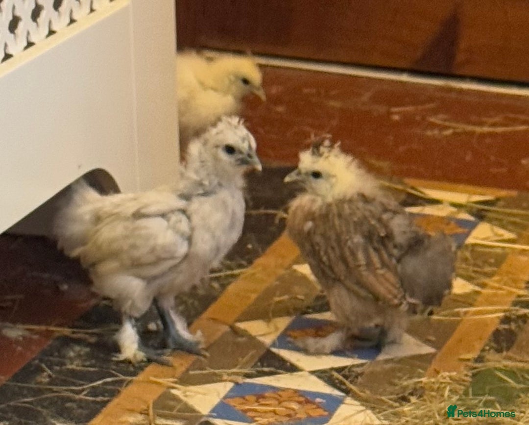 Chickens poultry for sale: GORGEOUS HAND REARED MIXED SEX SILKIE CHICKS 🐥 - Image 9