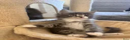 Maine Coon cats for sale: Beautifull Maine Coon kittens in Edinburgh - Advert 2