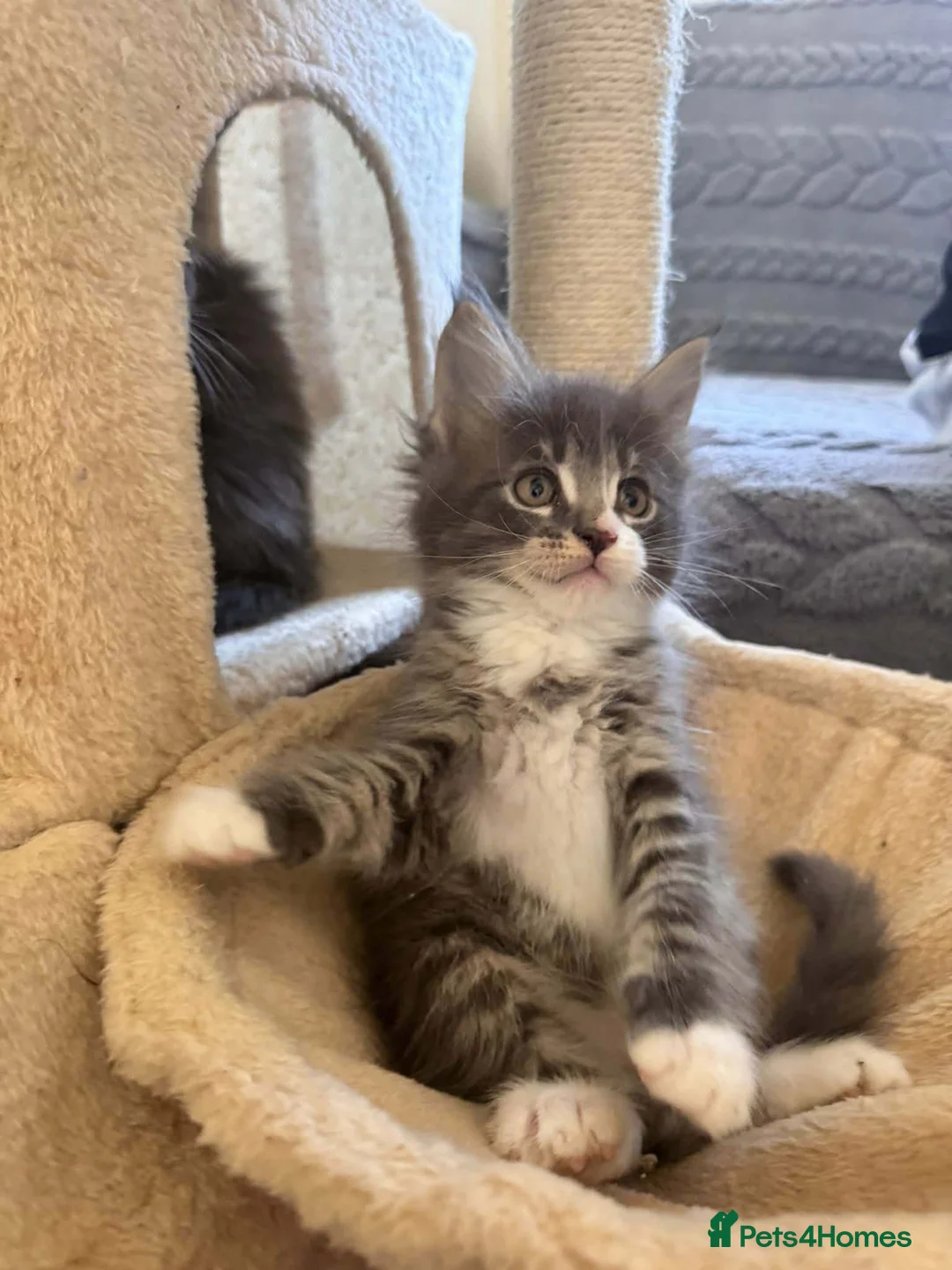 Maine Coon cats for sale: Beautifull Maine Coon kittens in Edinburgh - Advert 2