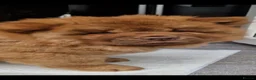 Chow Chow dogs for sale: Stunning chocolate chow  in Chester-le-Street - Advert 12