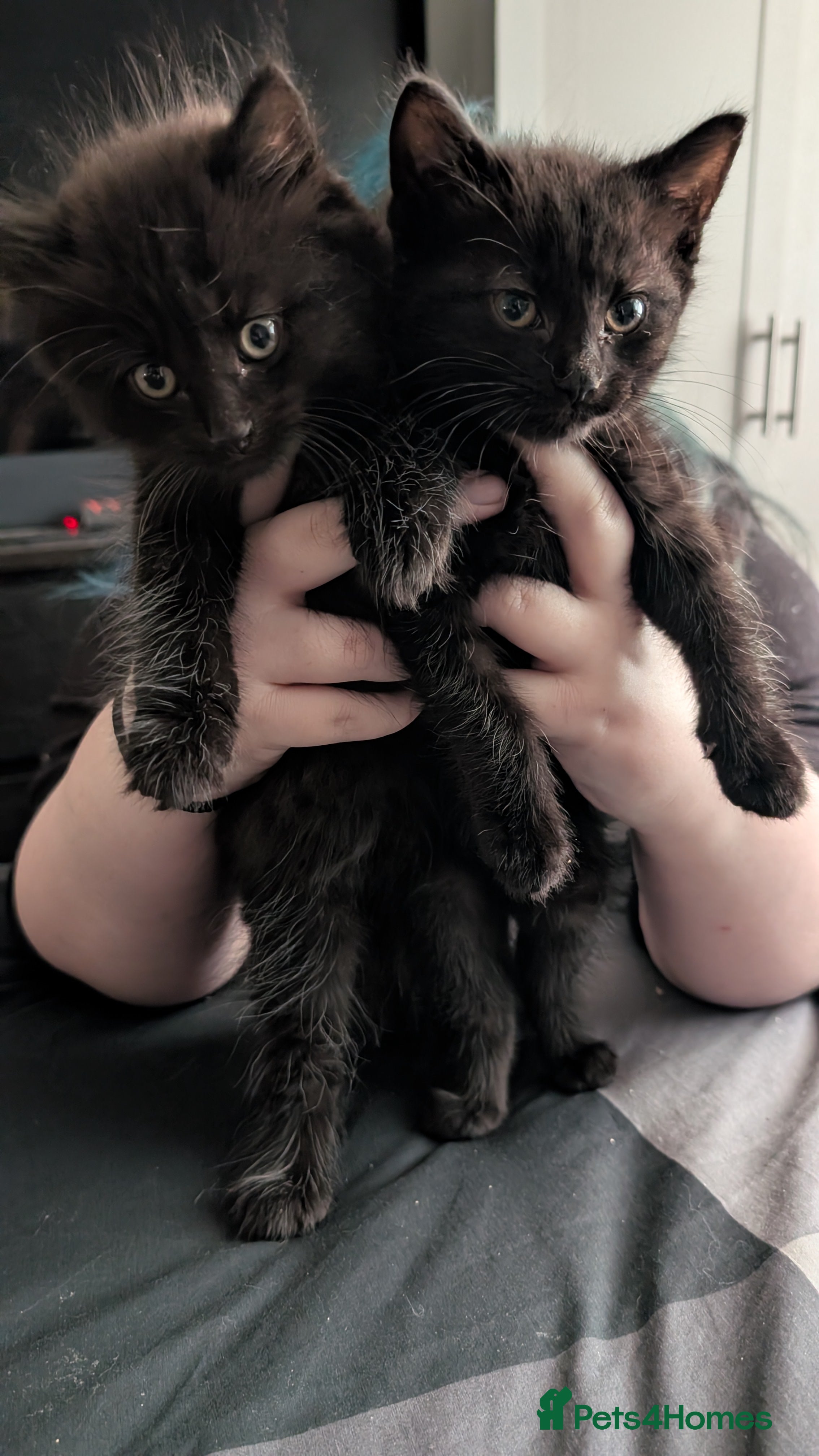 Mixed Breed cats Need gone asap  - Advert 2