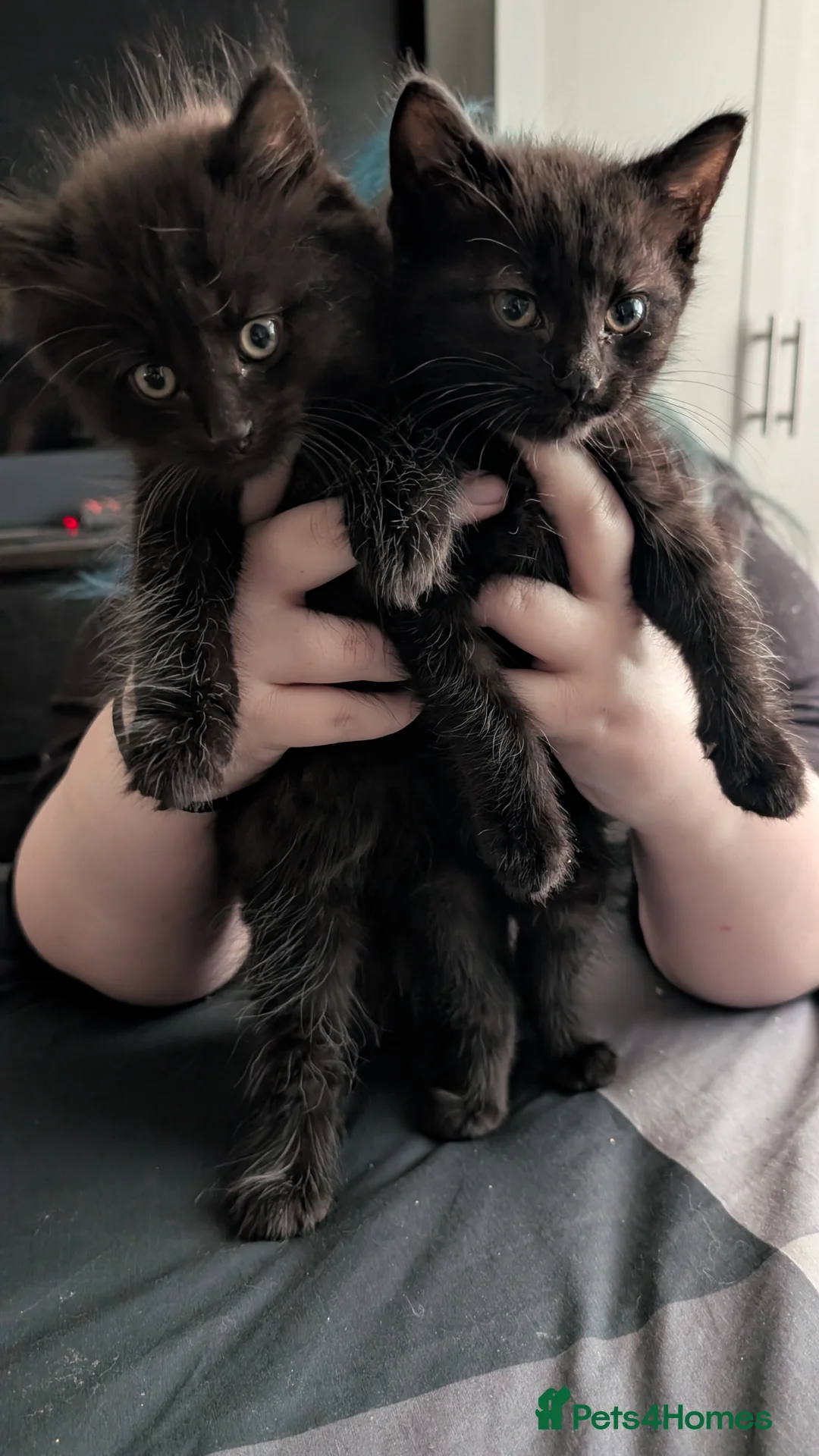 Mixed Breed cats for sale: Need gone asap  - Advert 1