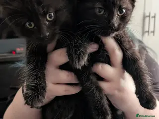 Mixed Breed cats Need gone asap - Advert 1