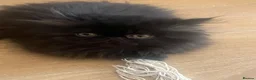 Persian cats for sale: Beautiful Persian kittens - Advert 7