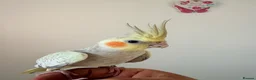 Cockatiels birds for sale: BEAUTIFUL BABY COCKATIELS NEW CAGES AVAILABLE  - Advert 11