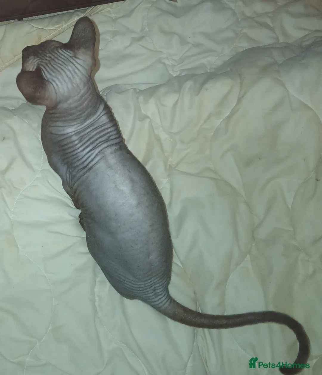 Sphynx cats for sale: 7 month old male sphynx cat  - Advert 2