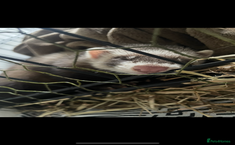 Ferret rodents - Advert 1