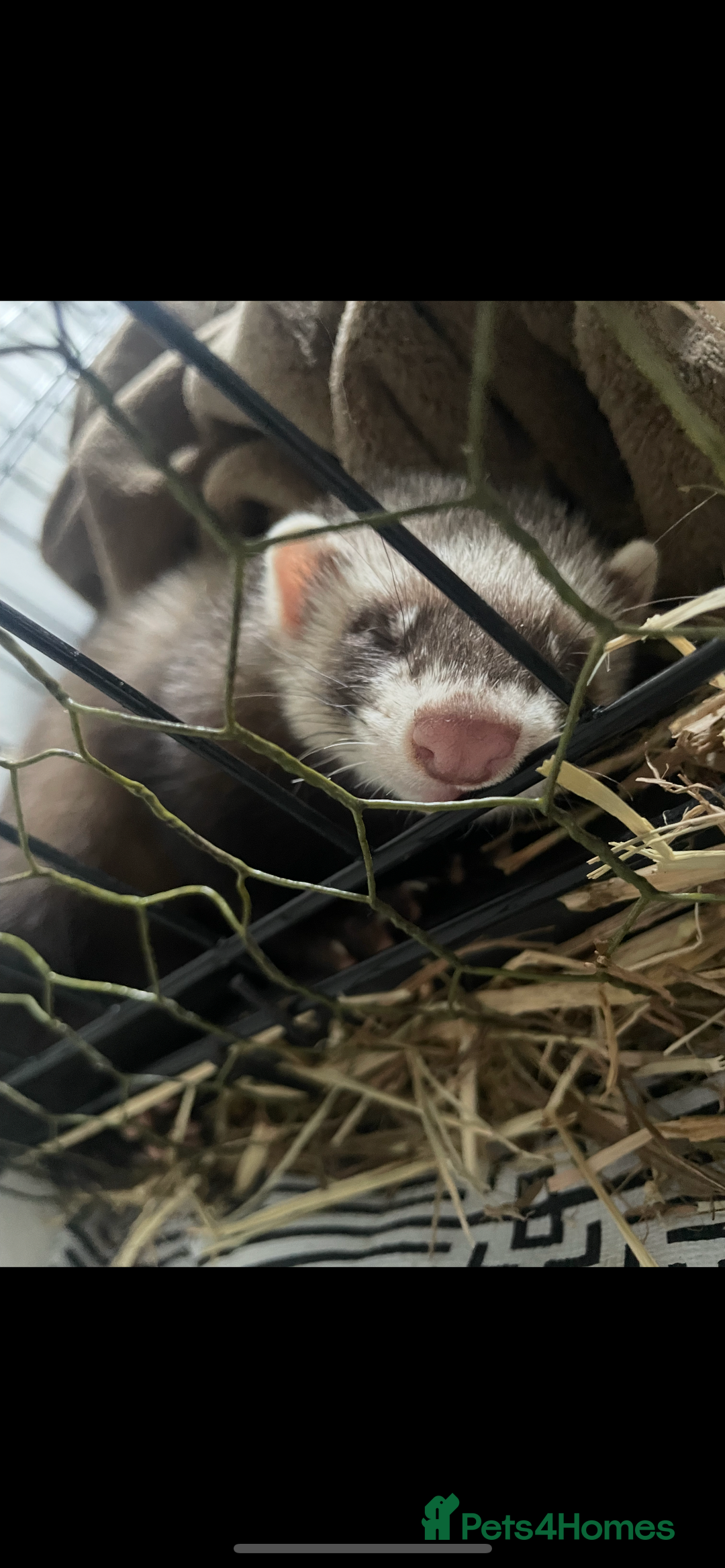Ferret rodents for sale: Single ferret kit for sale age 12 weeks - Image 1
